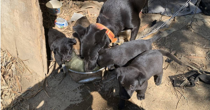 絕育危機2/家犬靠廚餘雨水維生成皮包骨 動保員嘆「有人養真的較好嗎」