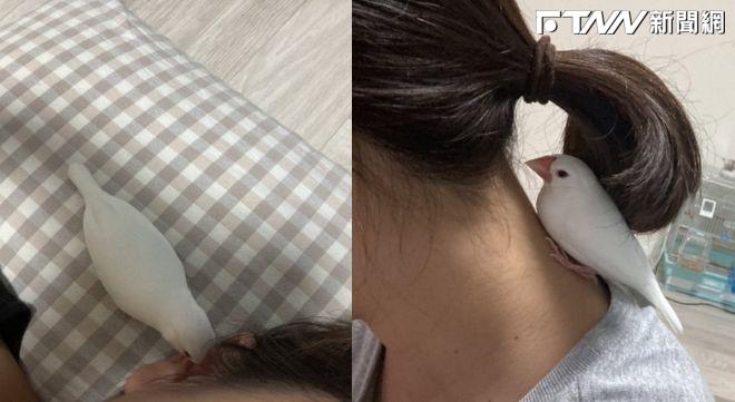 不准睡！白文鳥對著主子瘋狂大叫　「按不掉的鬧鐘」隔著螢幕都有聲音