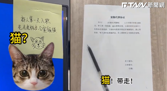 先去領貓！公司發貓邊上班邊撸　網：「這是工作？！這是我的天堂！」