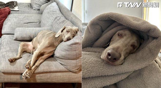 不想動了！威瑪犬游泳完累癱沙發呼呼大睡　主子約散步也叫不醒