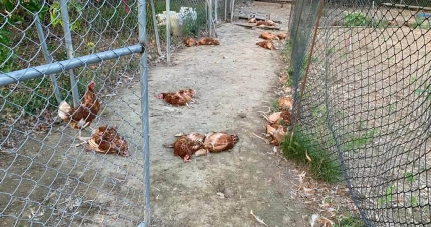 雞場遭到流浪狗大屠殺　鍾東錦正視流浪犬貓管理
